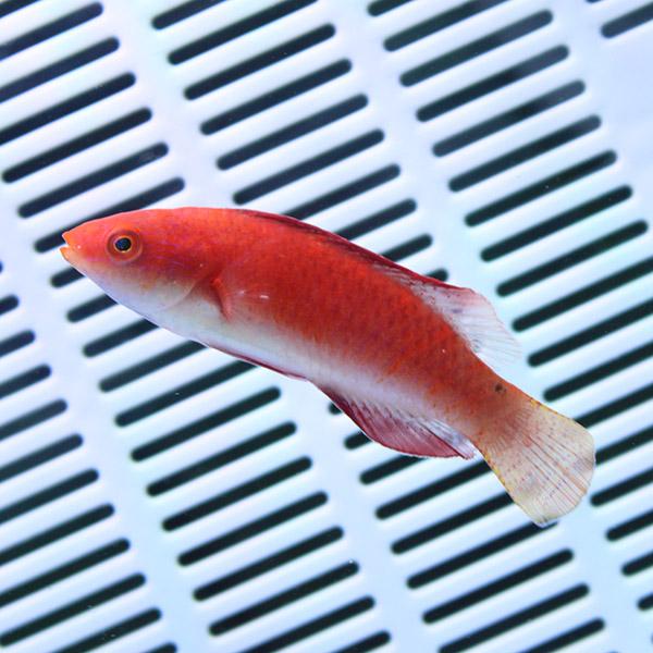 ルソンイトヒキベラ 4-6cm±!海水魚 ベラ15時までのご注文で当日発送(t122 |  | 01