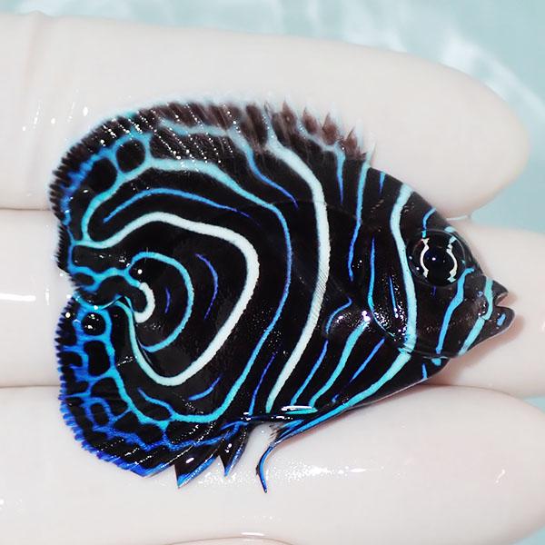 現物】ウズマキハートテール 4.5cm±!海水魚 ヤッコ 15時までのご注文で
