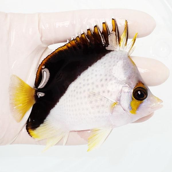 現物】ティンカーズバタフライ ハイブリッド 9.5cm±! 海水魚 現物】ティンカーズバタフライ ハイブリッド 9.5cm±! 海水魚