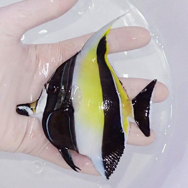 現物2 ニジハギ 11cm 海水魚 ハギ 15時までのご注文で当日発送 ハギ A 4186 アクアギフト 通販 Yahoo ショッピング
