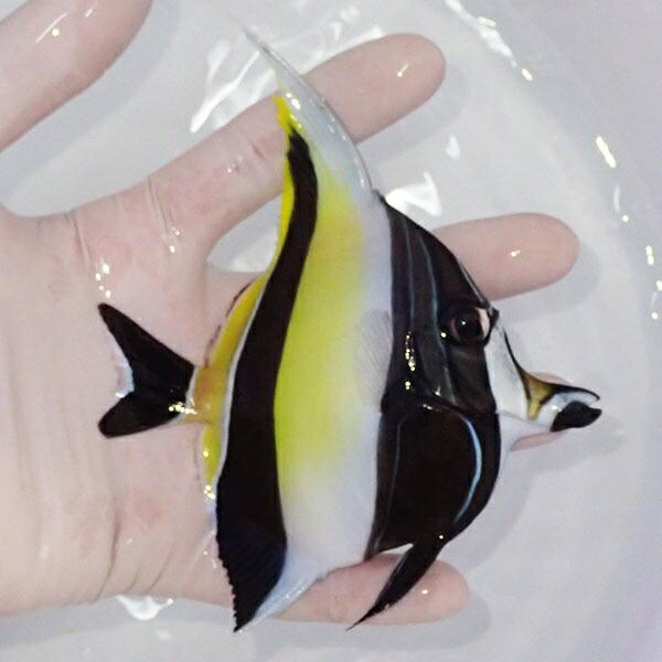 現物1】ツノダシbig 10.5cm± (A-4186) 海水魚 サンゴ 生体 : アクア