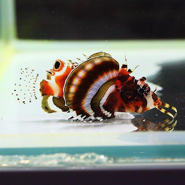 ヒレボシミノカサゴ 5-7cm±! カサゴ 海水魚 15時までのご注文で当日