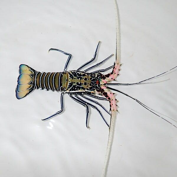 ゴシキエビ 1匹 6 8cm A 42 海水魚 サンゴ 生体 A 42 アクアギフト 通販 Yahoo ショッピング