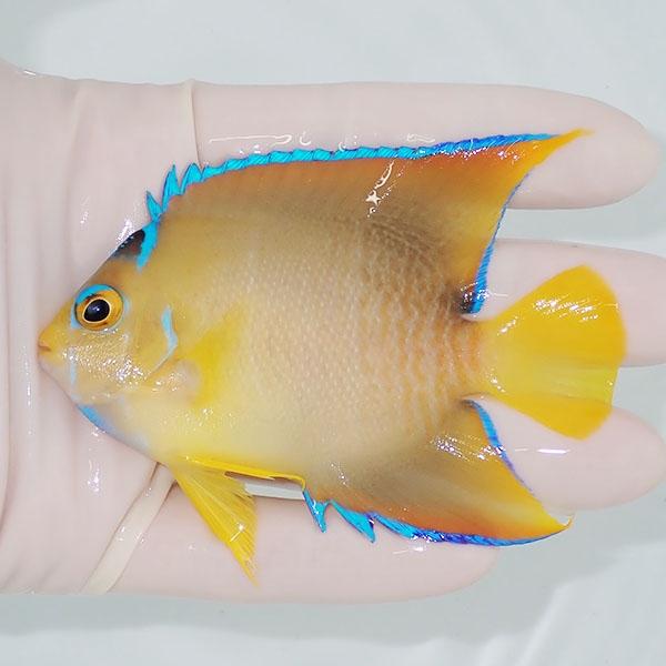 現物2】粒エサOK タウンゼントエンゼル 9cm± !海水魚 ヤッコ 15時まで