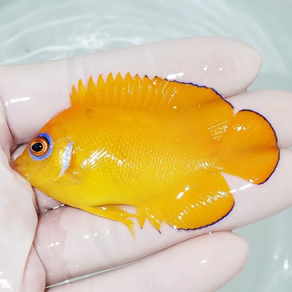 【現物37】クイーンエンゼル 5.8cm± カリブ産(A-4236) 海水魚 サンゴ 生体