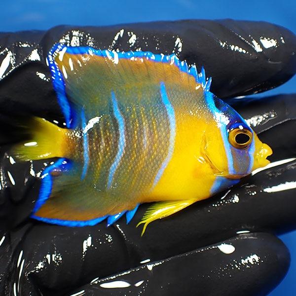 【現物37】クイーンエンゼル 5.8cm± カリブ産(A-4236) 海水魚 サンゴ 生体 【現物37】クイーンエンゼル 生体 L1343550352(12012円)