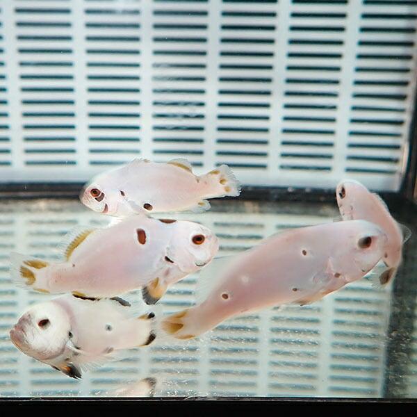 海水魚　プラチナオセラリス　2匹　オマケサンゴ　セット 粒エサ餌付け済み フルプラチナオセラリス【1匹】3.5-5cm± 色指定不可