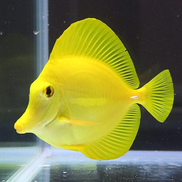 キイロハギ 8 10cm A 4247 海水魚 サンゴ 生体 A 4247 アクアギフト 通販 Yahoo ショッピング