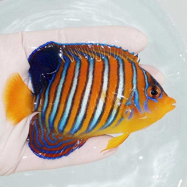 【現物10】冷凍ブラインOK インドニシキヤッコ 10cm±! 海水魚 ヤッコ 15時までのご注文で当日発送(t111｜aquagift｜02