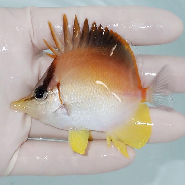 【現物】カリビアンロングスナウト 7.5cm±! 海水魚 チョウチョウウオ 15時までのご注文で当日発送(t114(t207(A-4085) | 