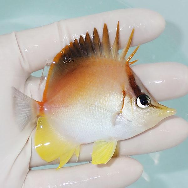 【現物】カリビアンロングスナウト 7.5cm±! 海水魚 チョウチョウウオ 15時までのご注文で当日発送(t114(t207(A-4085) |  | 01