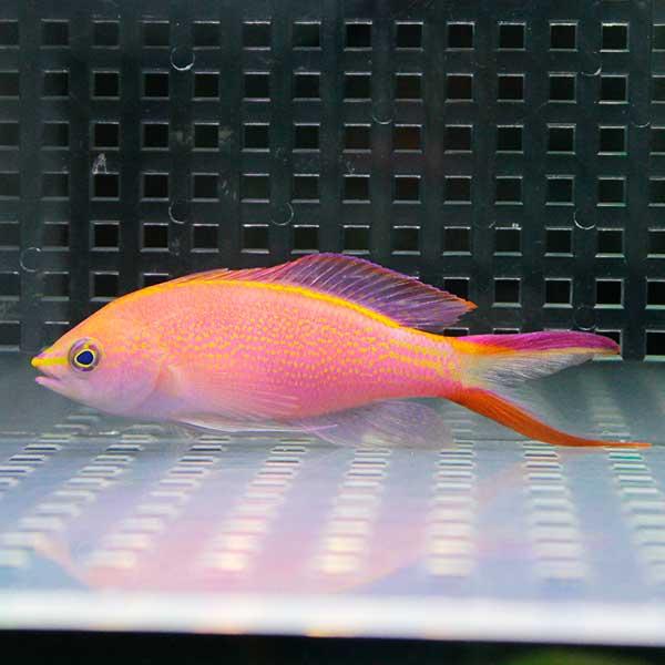 ベントラリス メス 5匹セット 4-6cm±(A-4280) 海水魚 サンゴ 生体