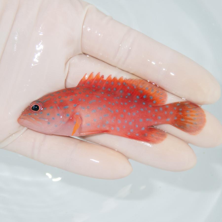 現物2】ユカタハタ 11cm± !海水魚 生体 15時までのご注文で当日発送 
