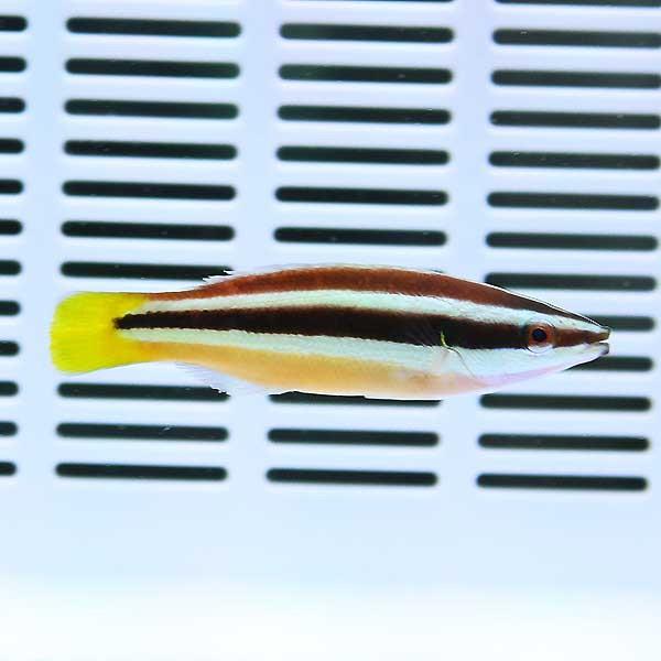 イエローテールクリーナーラス 6-8cm± 海水魚 ベラ(A-4442) サンゴ