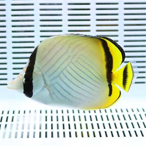 フウライチョウ 上品な 6-8cm± A-4445 【メーカー公式ショップ】 生体 サンゴ 海水魚