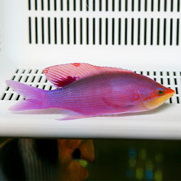 パープルクィーンアンティアス オス 5-7cm±!海水魚 ハナダイ 15時まで