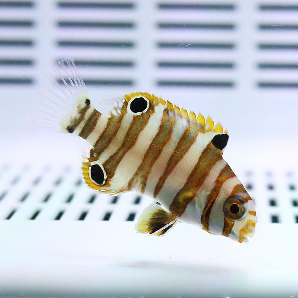 シチセンベラ 幼魚 3 5cm 海水魚 ベラ A 4462 海水魚 サンゴ 生体 A 4462 アクアギフト 通販 Yahoo ショッピング