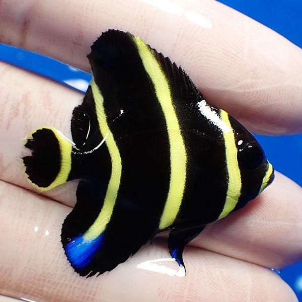 現物5】フレンチエンゼル 4.5cm± (A-4474) 海水魚 サンゴ 生体 