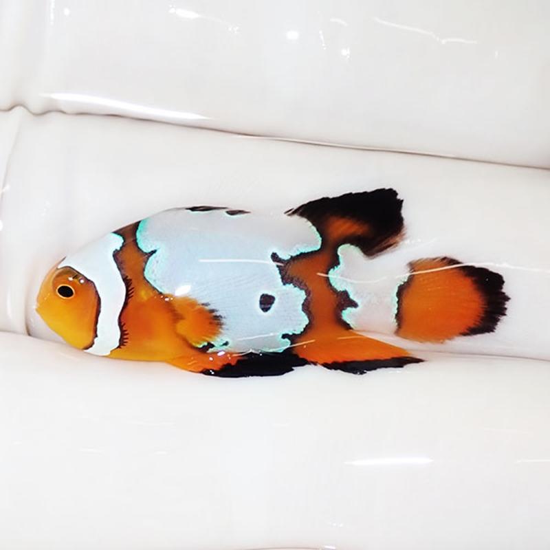 現物1】ロングフィンオセラリス 3.4cm± !海水魚 カクレクマノミ 15時