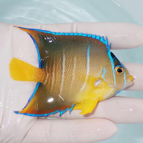 現物4】タウンゼントエンゼル 8cm±!海水魚 ヤッコ 15時までのご注文で 