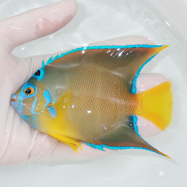 現物5】タウンゼントエンゼル 12.5cm± !海水魚 ヤッコ 15時までのご
