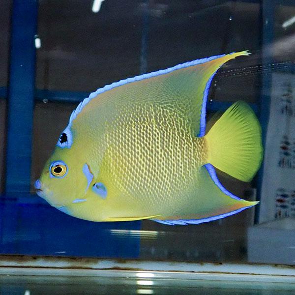【現物7】タウンゼントエンゼル 14cm± !海水魚 ヤッコ 15時までのご注文で当日発送(t111(t207 | 