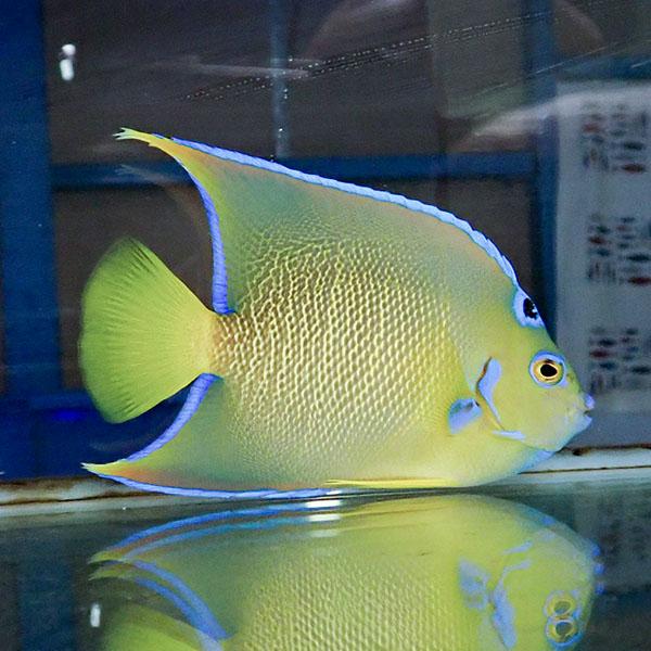 【現物7】タウンゼントエンゼル 14cm± !海水魚 ヤッコ 15時までのご注文で当日発送(t111(t207 |  | 01