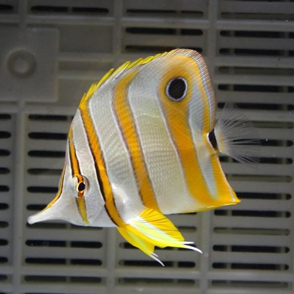 ハシナガチョウチョウ チェルモ 6-8cm±(A-4513) 海水魚 サンゴ 生体