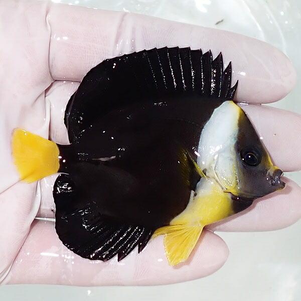 【現物】クイーンズランドイエローテールエンゼル 7cm± 海水魚 ヤッコ 餌付け(A-4515) 海水魚 サンゴ 生体 海水魚 次回ご注文時 現物 クイーンズランドイエローテールエンゼル 7cm± ヤッコ 餌付け サンゴ 生体 商品説明 送料 税込 特例地域：北海道　4，600円 沖縄県　5，940円 アクアギフト