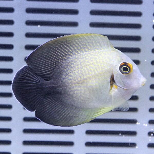 クログチニザダイ ナメラヤッコタイプ 6 8cm A 4524 海水魚 サンゴ 生体 A 4524 アクアギフト 通販 Yahoo ショッピング