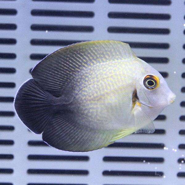 クログチニザダイ（ナメラヤッコタイプ） 6-8cm!海水魚 ハギ 15時まで 