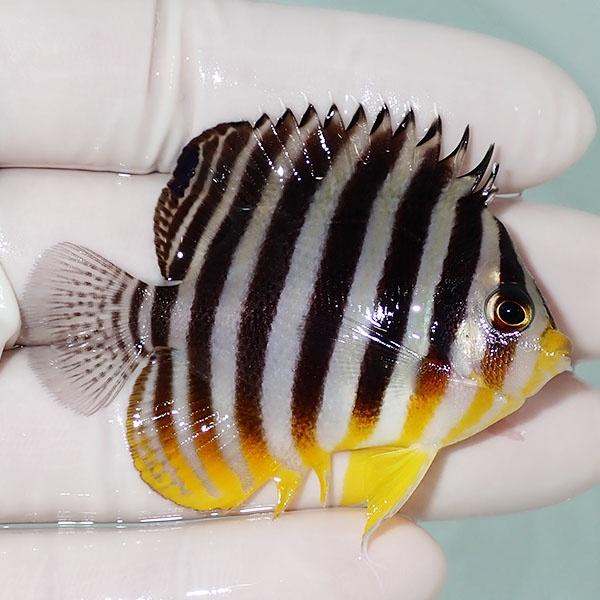 現物4】シマヤッコ 5.5cm±! 海水魚 生体 15時までのご注文で当日発送 