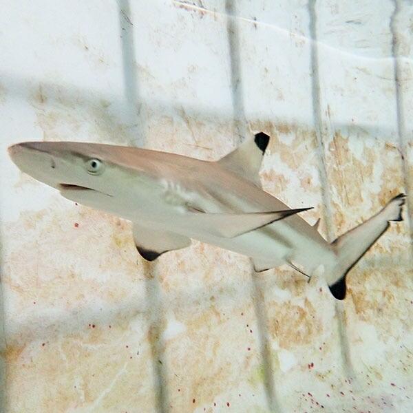 剥製魚 ブラックチップシャーク ツマグロ 50cm 剥製魚 ブラックチップシャーク ツマグロ 50cm