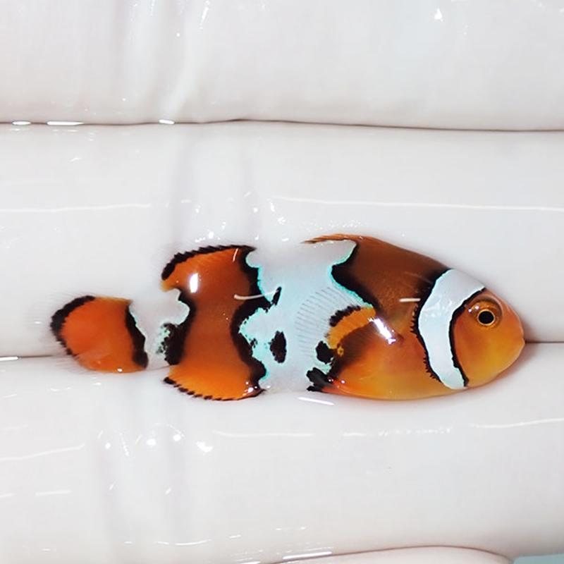 現物5】スノーフレークオセラリス 3.8cm±!海水魚 クマノミ ブリード 15