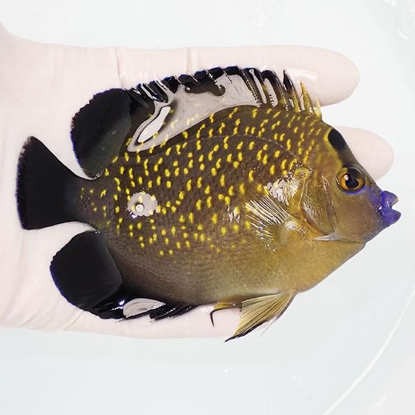 現物5】ゴールドフレークエンゼル 11cm± !海水魚 ヤッコ 15時までのご 