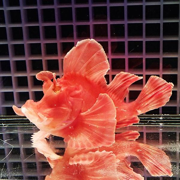 さかな！ 現物】エクスマイヤーズスコーピオンフィッシュ 15cm± !海水魚 カサゴ
