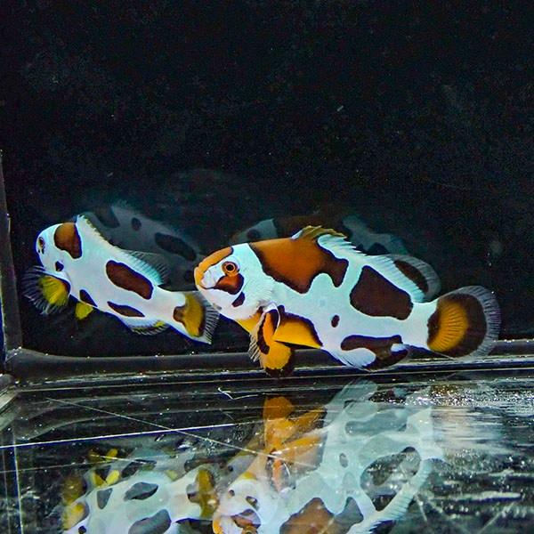 現物1】オレンジストーム 仲良しセット 4.5cmと3.5cm!海水魚 クマノミ