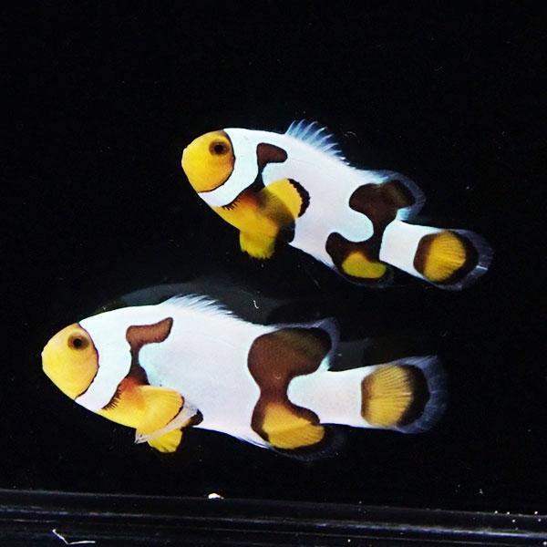 現物2】ブラックピカソクラウン 仲良しセット 5.2cmと4.2cm!海水魚 