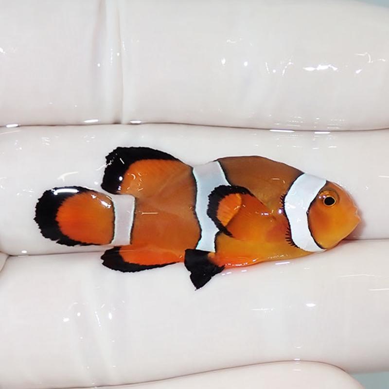 現物4】ロングフィンオセラリス 4.3cm± !海水魚 クマノミ 15時までのご
