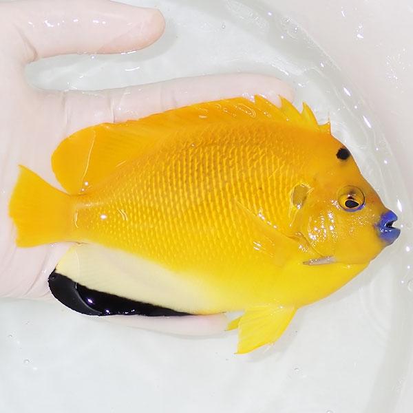 現物4】シテンヤッコ 15cm± !海水魚 ヤッコ 15時までのご注文で当日