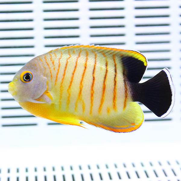 エイブリーエンゼル 8-10cm± ! 海水魚 ヤッコ15時までのご注文で当日発送(t111｜aquagift｜02