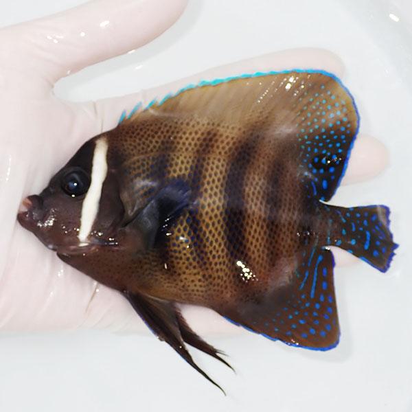 現物5】ロクセンヤッコ 13.5cm!海水魚 ヤッコ 餌付け!15時までのご注文