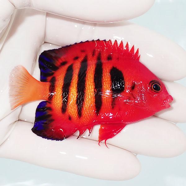 現物3】フレームエンゼル 7cm!海水魚 ヤッコ 15時までのご注文で当日