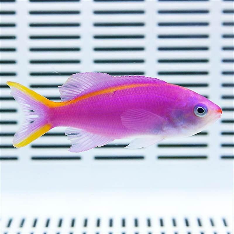 #アンティアス パープルクィーンアンティアスイエローライン 3匹セット 6-8cm! 海水魚