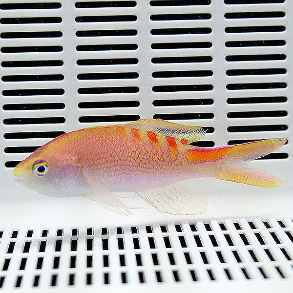 タイガークィーンアンティアス 5-7cm 1匹! 海水魚 ハナダイ 15時までの