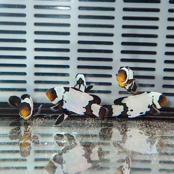 ブラックスノーフレークオセラリス【1匹】3-4cm± 色指定不可! 海水魚
