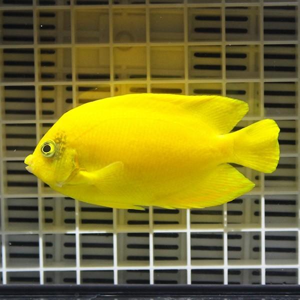 ヘラルドヤッコ 7-9cm± A-4661 サンゴ 生体 海水魚 激安格安割引情報満載 爆買い新作