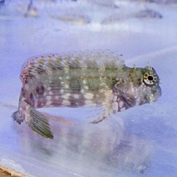 ヤエヤマギンポ 8-10cm± ! 海水魚 ギンポ 【15時までのご注文で当日