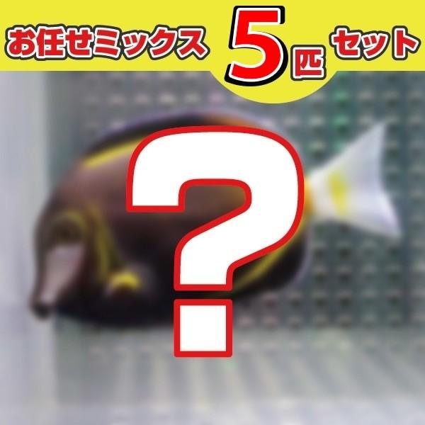 ハギ アイゴMIX 5匹セット(A-4691) 海水魚 サンゴ 生体｜aquagift