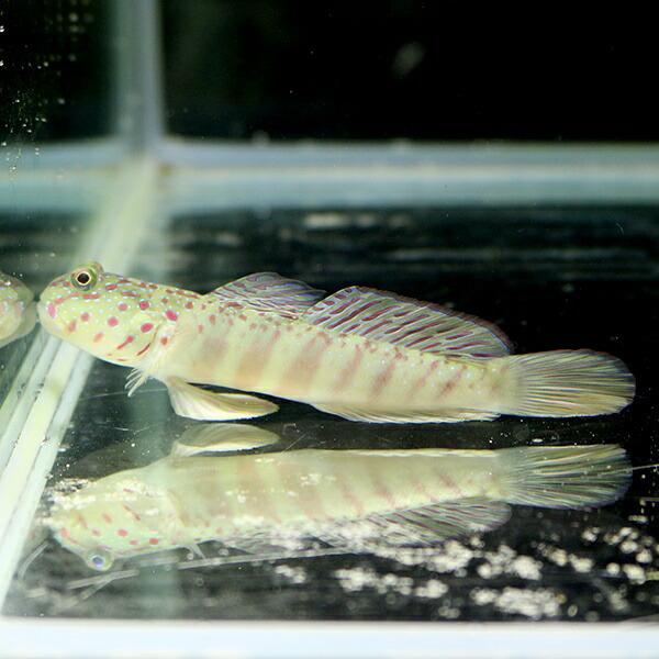 オイランハゼ 7-10cm± (A-4697) 海水魚 サンゴ 生体 | 